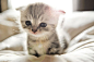 猫星人卖萌#卖萌# #喵星人##萌#