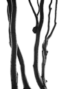 Ghosts Of The Forest :: Behance