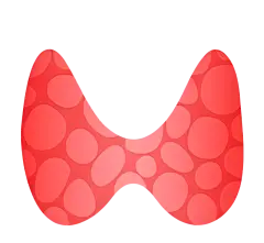 甲状腺红