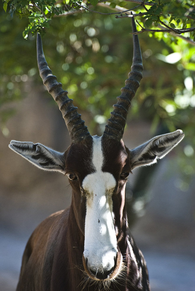 libutron:

Bontebok ...