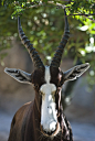 libutron:

Bontebok Beauty by Dane Lykins
Damaliscus pygargus - South Africa
