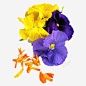 金盏花花瓣实物高清素材 页面 设计图片 页面网页 平面电商 创意素材 png素材