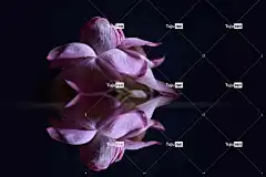 莲花 花 花壁纸 花瓣 池塘 美丽的花朵 花卉背景 反射 自然