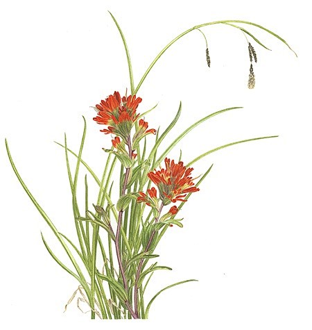 [indian paintbrush] ...