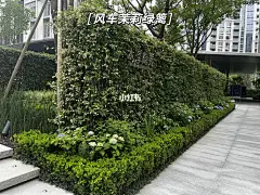 12种常绿高绿篱品种_5570803470