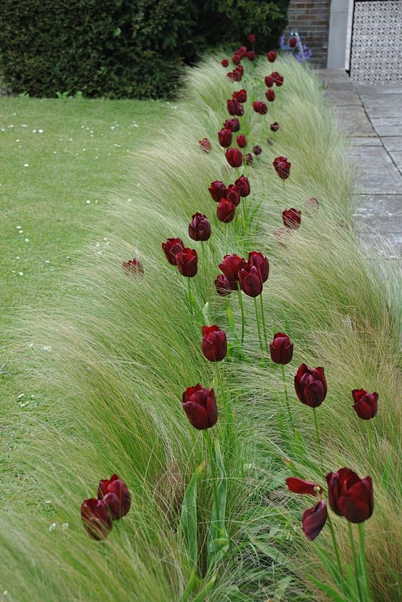 Stipa Tenuissima and...