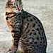 埃及猫