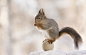 red squirrel standing  on a tennis ball by Geert Weggen on 500px