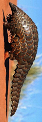 Giant Pangolin (Manis gigantea)