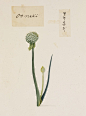 川原庆贺手绘植物图谱