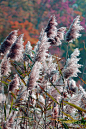  海滩草
Beach Grass