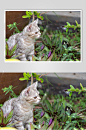 简洁臻美猫咪宠物高清摄影图片-众图网
