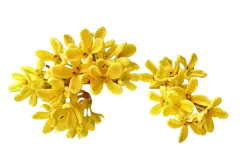 桂花1