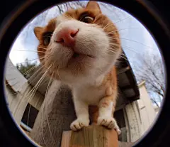 の、可爱 萌 宝贝 宠物 猫 狗 喵 兔子 仓鼠 小动物