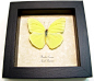 Phoebis Sennae - Male Cloudless Sulphur Butterfly | Real Butterfly Gifts Framed Butterflies and Insect Displays