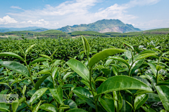 兜里装豆豆满兜采集到绿色背景、素材