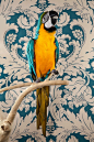 《物以类聚》(Birds of a Feather)是一个活鸟肖像系列的摄影作品，作品中的鸟类从普通的长尾小鹦鹉到充满异域风情的蓝紫金刚鹦鹉均有涉猎。来自Claire Rosen一位美国摄影师。