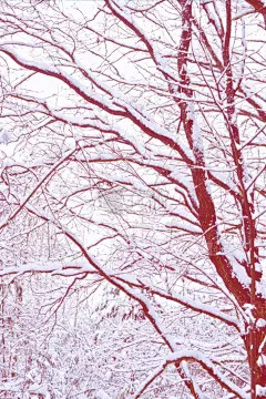 雪,冬天,森林,寒冷,一月,霜,壁纸,云杉,杉树,背景