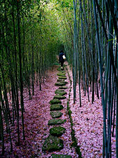 运功的阳光仔采集到旅游素材