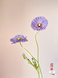 机智喵呜子采集到动植物