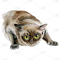 孤立在白色背景上的暹罗品种猫。深的棕色色。手绘甜蜜的家庭宠物。贺卡设计。图形剪辑艺术插图水彩特写肖像