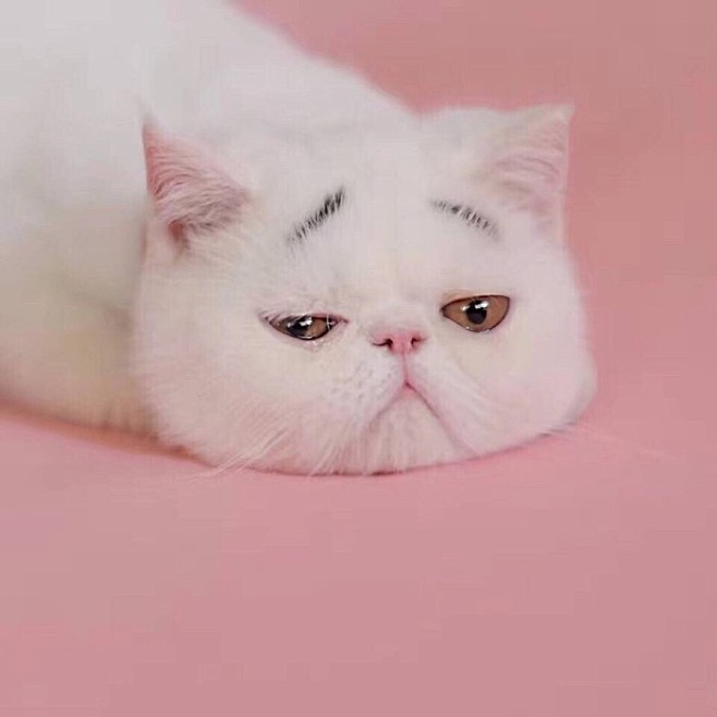 我也想做你怀中的小可爱