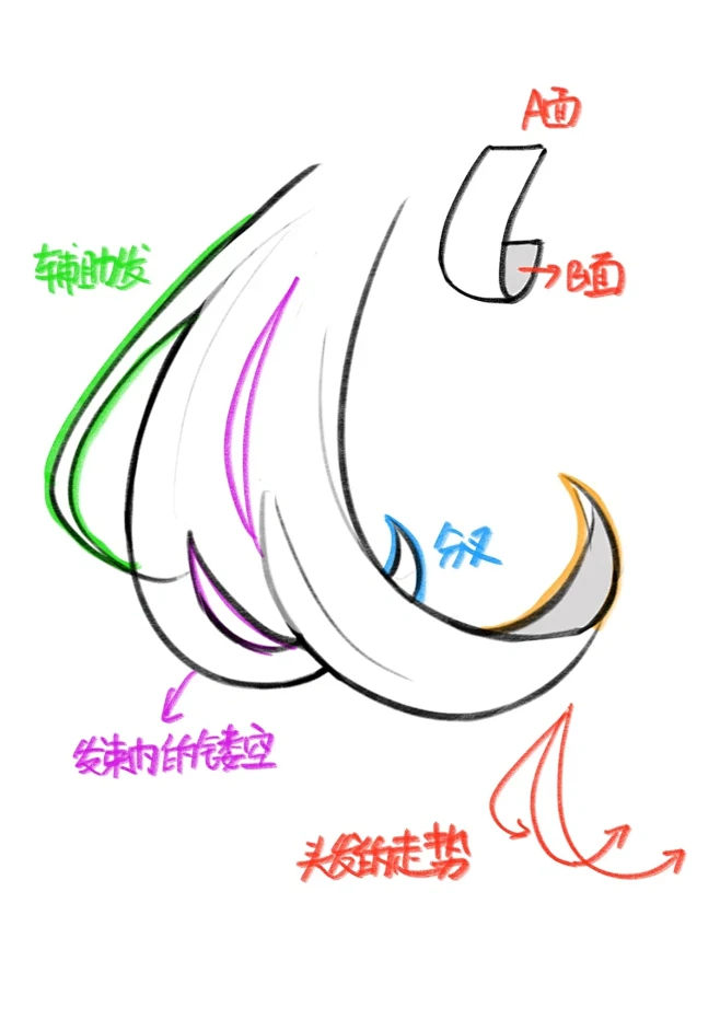 头发的结构（超详细分解）