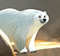 Polar, Sam Nassour : iPad sketch just for the love of polar bears<br/>Inspired by a photograph by Justin Hofman I saw on Instagram