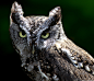 东美角鸮 Megascops asio 鸮形目 鸱鸮科 鸣角鸮属
Screech Owl by Brian Masters on 500px