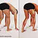anatomy tutorials (@artanatomylab) on X