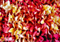 瓦胡岛栀子花环销售处(5/39)夏威夷瓦胡岛北岸杜鲁种植园附近的花环销售点。