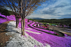 梅菜er采集到景观—花海