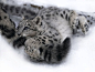 #雪豹##旭山动物园#
抱着妈妈尾巴的雪豹崽崽被妈妈拖走
twi：@rikunow ​​​​