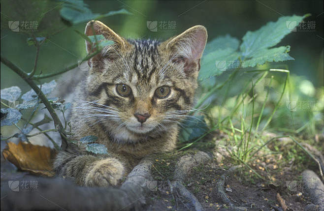 苏格兰野猫，野猫