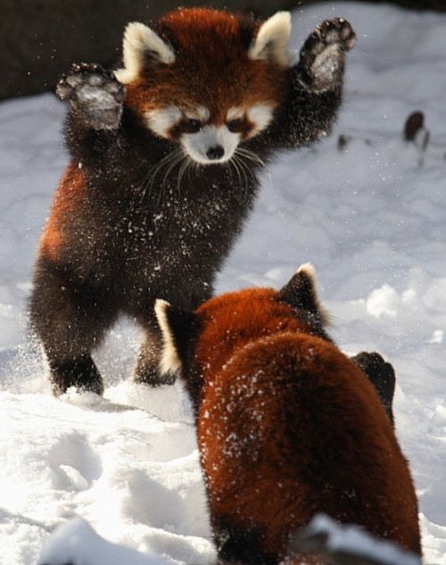 【附视频】太犯规了。小熊猫在雪地里玩的样...