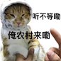猫咪表情包