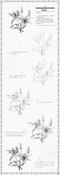 本案例摘自爱林文化主编、人民邮电出版社出版的《黑白花意！笔尖下的87朵花之绘》——百合花