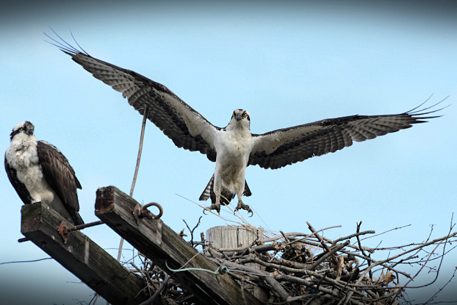 Osprey Pair | Flickr...