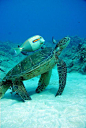 sea turtle and friend by earth-song.com - Pixdaus