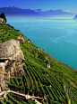 Vineyards on the Lake Geneva, Vaud | Switzerland