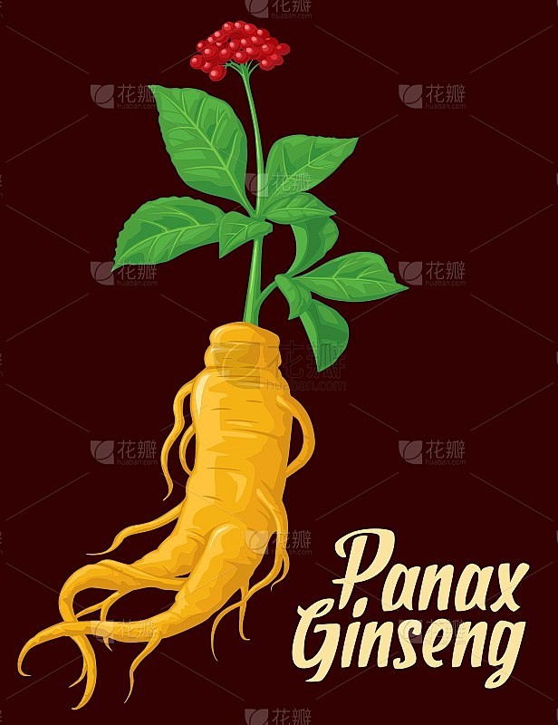 人参的根和叶。矢量彩色平面药用植物插图。...
