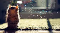 可爱小猫咪萌宠呆萌宠物可爱的电脑桌面壁纸http://www.kutoo8.com/