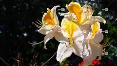 映山红 绽放 花壁纸 花 春天 性质 植物 宏 花卉 花卉背景