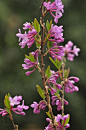 芫花（yuán huā）为瑞香科植物，落叶灌木，高达1米；茎多分枝，幼枝有淡黄色绢状柔毛，老枝褐色或带紫红色，无毛或有疏柔毛。叶对生，很少互生，花主治：泻水逐饮，解毒杀虫。用于水肿胀满，胸腹积水，痰饮积聚，气逆喘咳，二便不利；外治疥癣秃疮，冻疮。根皮：消肿解毒，活血止痛。用于急性乳腺炎，痈疖肿毒，淋巴结结核，腹水，风湿痛，牙痛，跌打损伤。该物种为中国植物图谱数据库收录的有毒植物，其毒性为全株有毒，以花蕾和根毒性较大。含刺激皮肤、粘膜起徊的油状物，内服中毒后引起剧烈的腹痛和水泻。