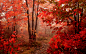 秋季路径照片和图片