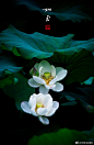 灼灼荷花瑞。亭亭出水中。玄武湖，白荷，如玉一般的纯洁，如画一般的美！#随手拍##微博摄影大赛##遇见美好时光##随手拍夏天##寻找江苏最美风景##醉美随拍# ​​​​