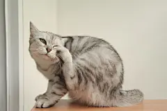 点击来源直接获取大图文件 |猫在挠耳朵