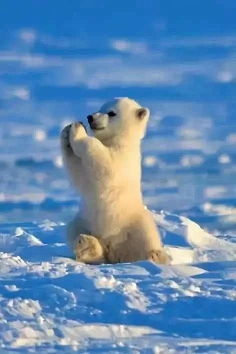 小北极熊的祈祷，太可爱了。