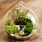 『微雨森林·苔藓瓶』苔藓小品/龙猫伞微景观生态瓶创意绿植青苔（豆瓣）