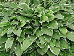 Mr/Mrs采集到植物简介